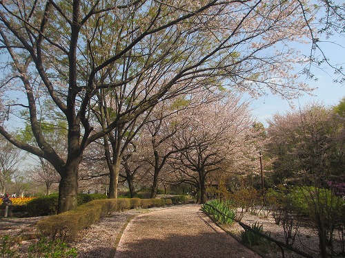 桜、降る