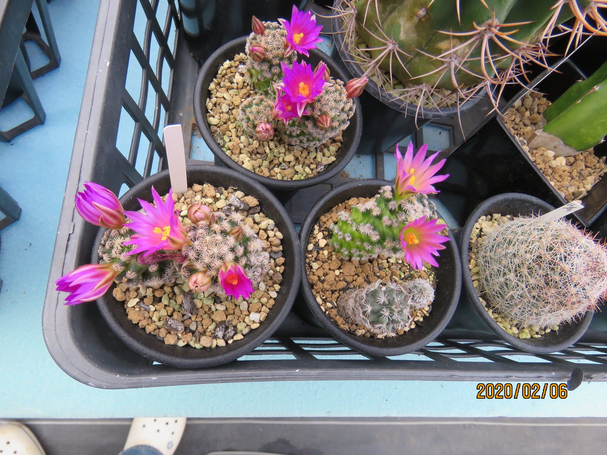 その他サボテン の記事一覧 びびるタニサボ達 楽天ブログ