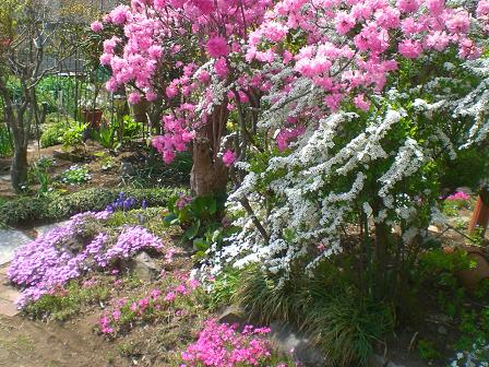 芝桜