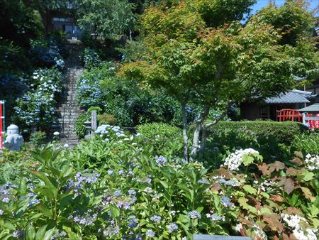 花のお寺「本勝寺」の紫陽花