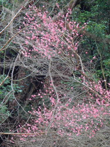 DSCN0038b20160131.jpg