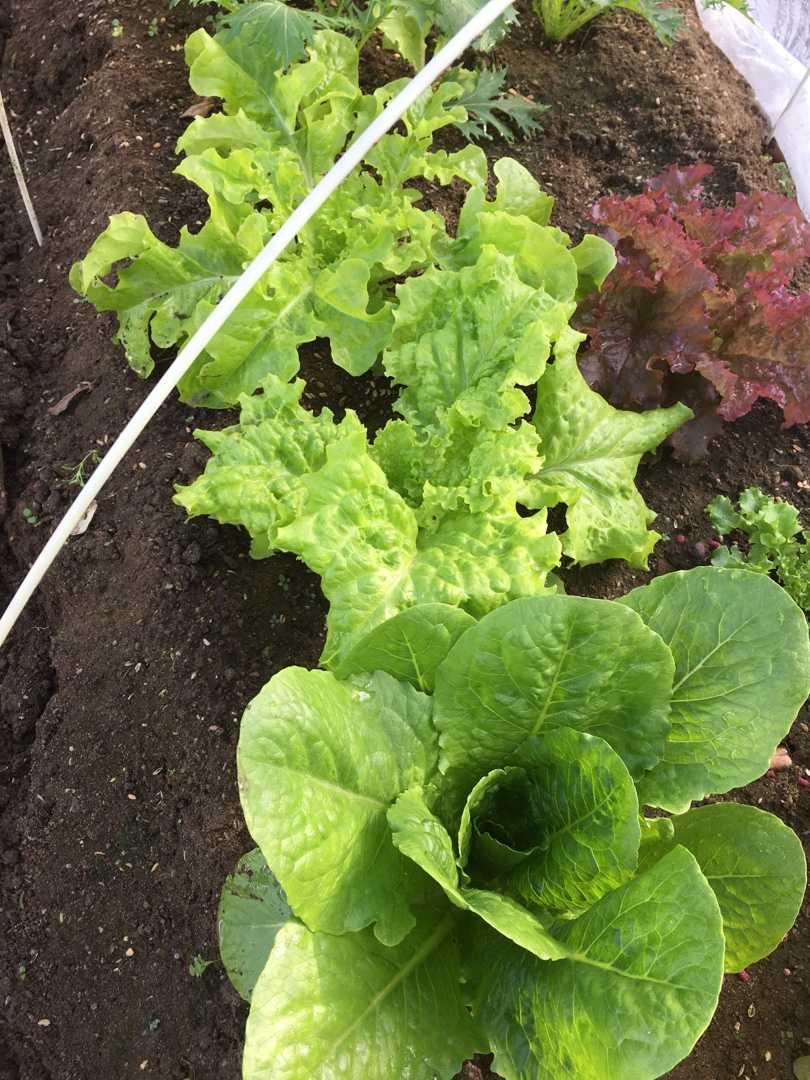 フリルレタス サニーレタスの収穫 Futtutyの菜園ブログ 楽天ブログ