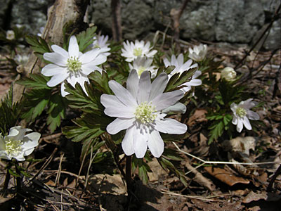 函館山　キクザキイチゲ　2012年4月