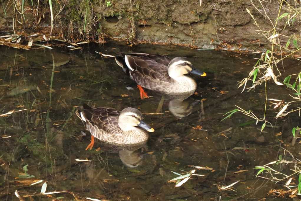515