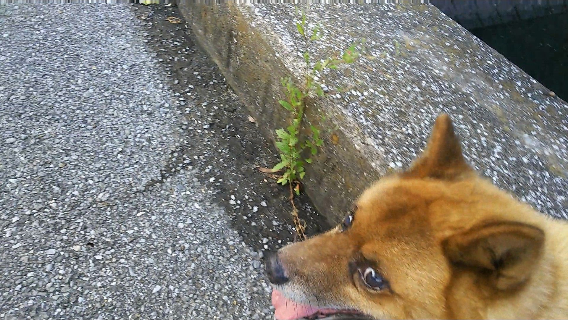 ボラの赤ちゃん むくのおかんのブログ 楽天ブログ