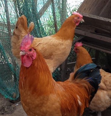 にわとり とその愉快な鶏たち アローカナ原種 孵卵器 有精卵 烏骨鶏 鳥小屋 楽天ブログ