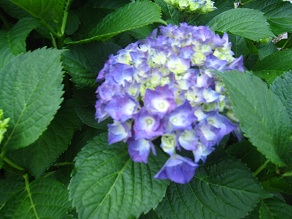 IMG_8771.JPG