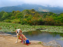 20121006いもり池