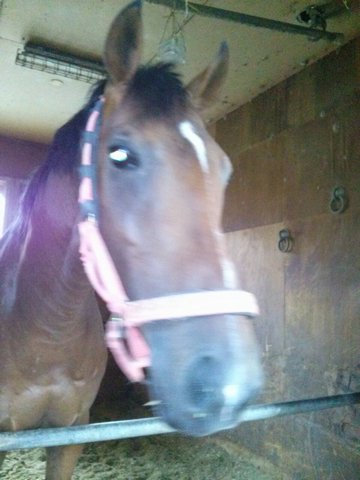 ボールドタイド