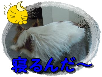 ソルのお気に入り２.JPG