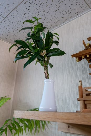 会社の神棚に 榊の花が咲きました 19 くり坊のひとりごと Blog版 楽天ブログ