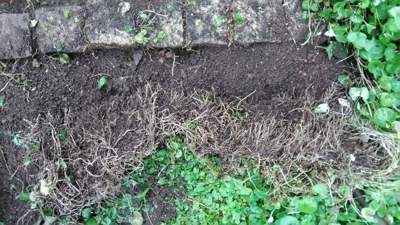 ダイカンドラ グランドカバー Miraiの庭 つれづれに 楽天ブログ