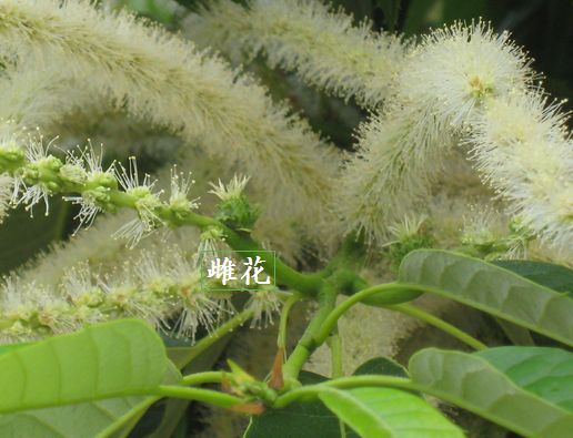 栗の花 | 歌 と こころ と 心 の さんぽ - 楽天ブログ
