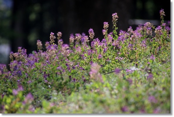 樹木公園-20 ムラサキケマン 16.4.20