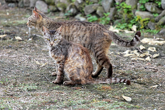 我が家のニャンコ♪2015/5/22-2