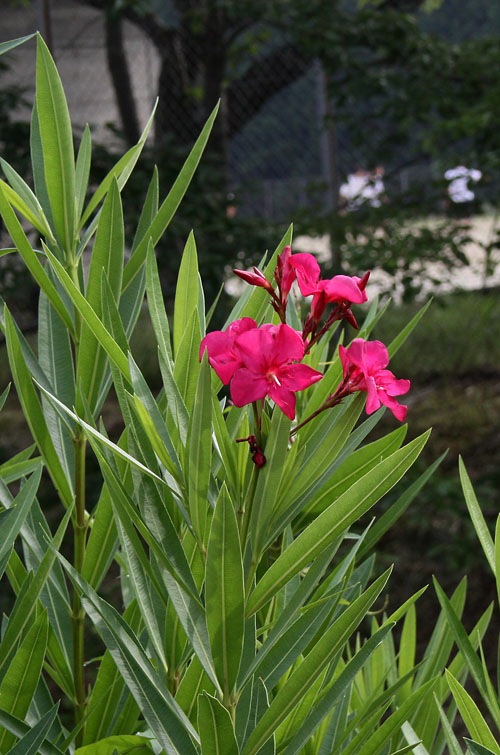 キョウチクトウ　28.7.12-2_edited-1.jpg