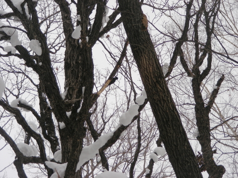 2016-01-22kumagera1.JPG