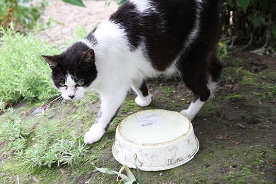 我が家のニャンコ♪2014/06/12-2