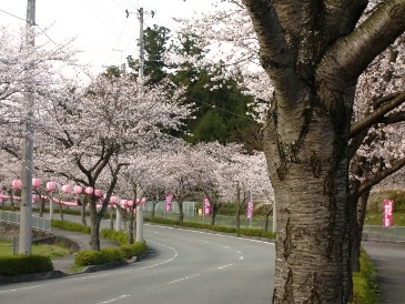 sakuranamiki55.jpg