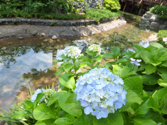 Flower76