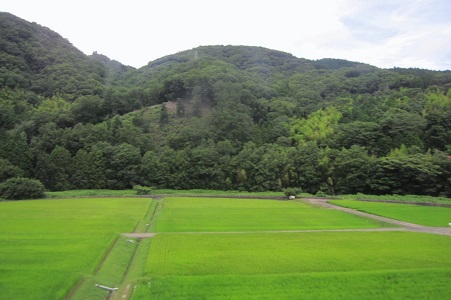 夏の水田