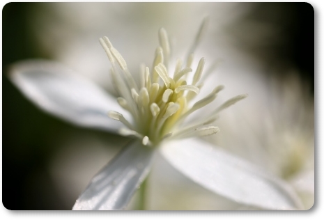 センニンソウ-8 13.9.11