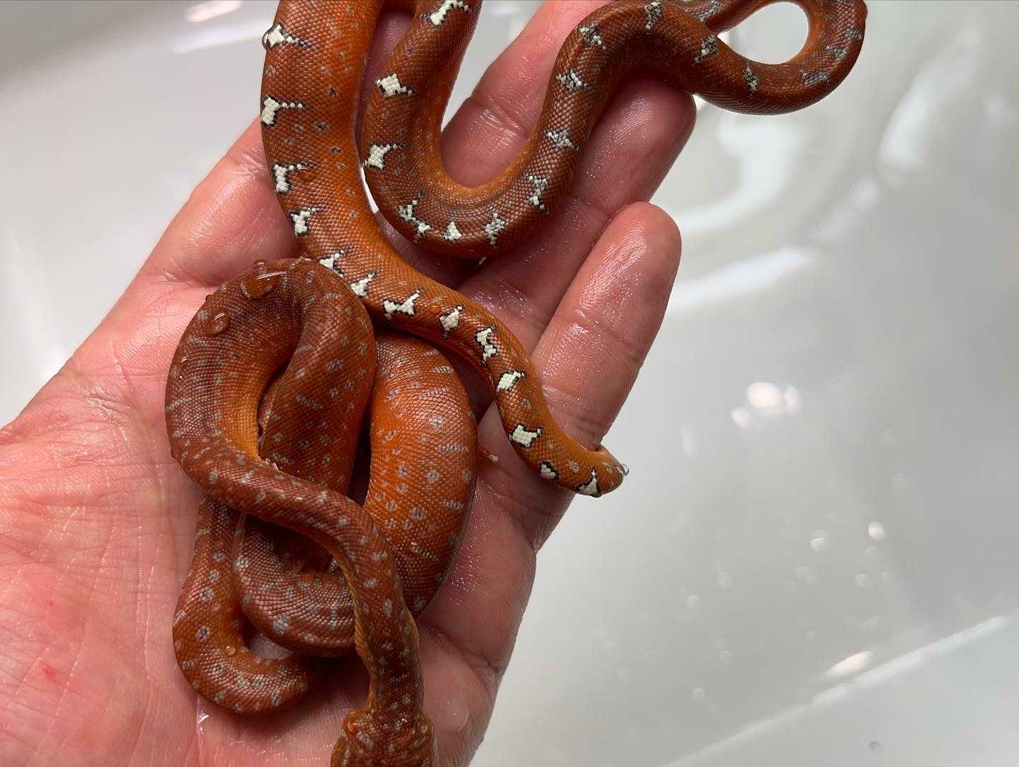 エメラルドツリーボア初繁殖 | Dr.Tの徒然なるままに Copyright (C