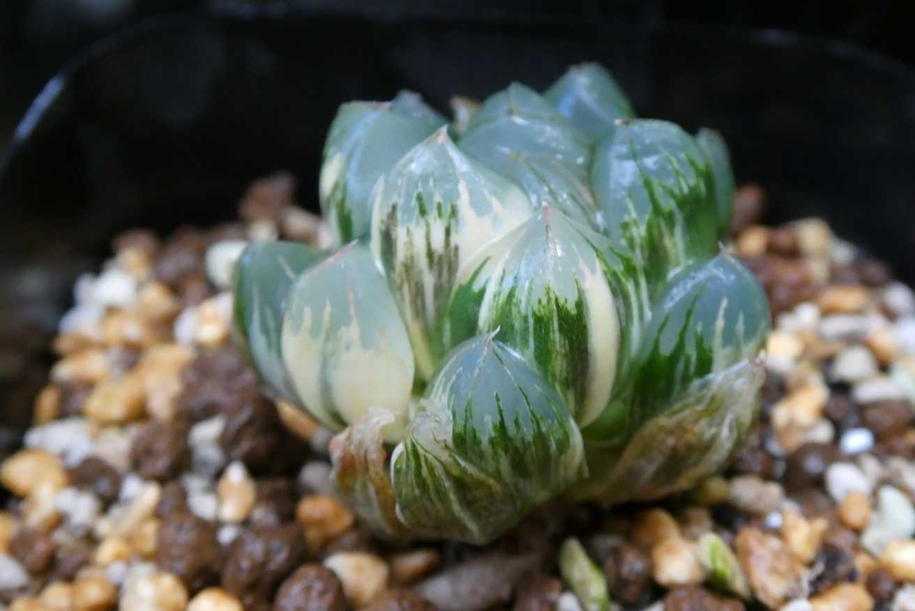 22c ハオルチア　多肉植物　北極の光オブツーサ錦　自家繁殖 ハオルチア・オブツーサ錦(Haworthia obtusa variegated)～北極