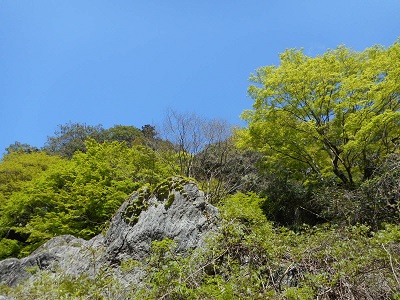 新緑１.jpg