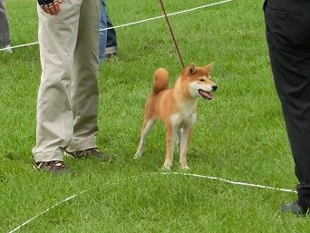 福岡展 平成３０年秋季 その２ 柴楽日記 楽天ブログ