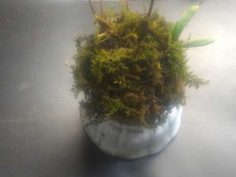 自分で作る楽しさ 苔玉 こけだま 好きな植物を苔玉にアレンジ 植物は付属無し ゆうパックでお届け 飾って可愛い 直径約７センチ前後の苔球を作るセット 季節の切り枝を毎回挿しても可愛い 食べチョク 楽天ブログ