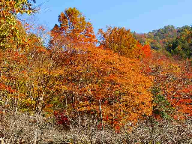 ユニトピアささやまの紅葉 6 ぶらっと撮影三昧 楽天ブログ