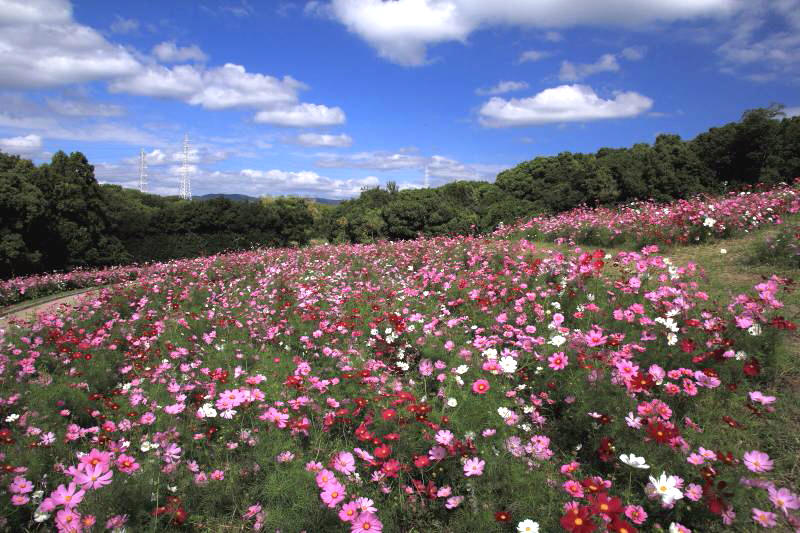 万博記念公園_004.jpg