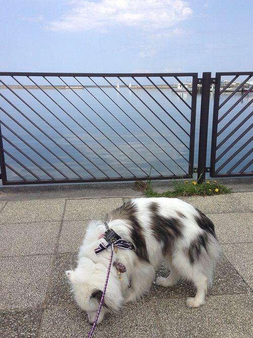 ヤムヤムとお出かけ 小樽築港臨海公園 札幌の賃貸 逍遙館 の軌跡 楽天ブログ