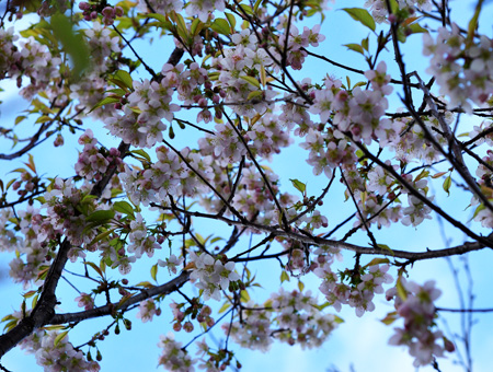 桜２