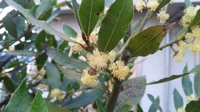 月桂樹の花