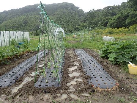 畑が冠水 ポンプで排水 葉山農園 7月初旬 暇人主婦の家庭菜園 楽天ブログ
