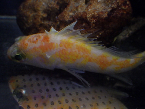 フジナハナダイ（Plectranthias wheeleri）5　沖縄深場（2014年採集）