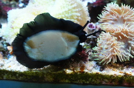 2015_0728ﾍﾞﾝﾄﾗﾒｽ、全景0018.JPG