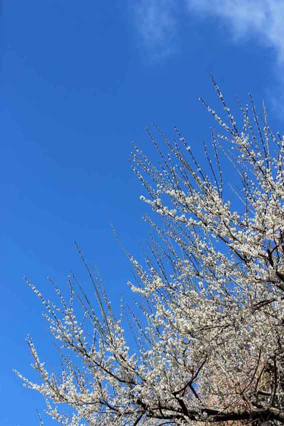 美郷の梅の花-03♪