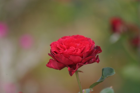 IMG_4212.JPG