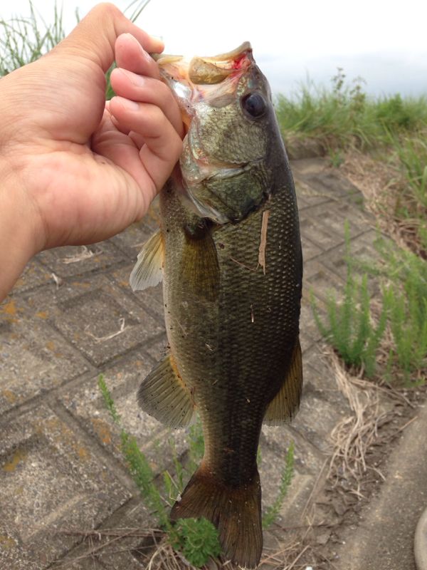 rblog-20140910114342-02.jpg
