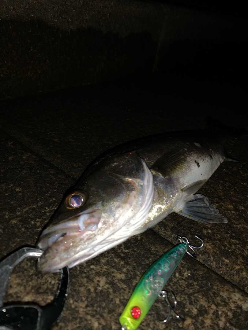 広島市内河川 シーバス Middle Aged Fisherman 楽天ブログ