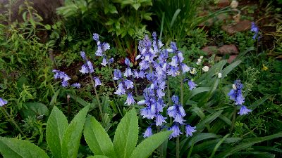 sira-