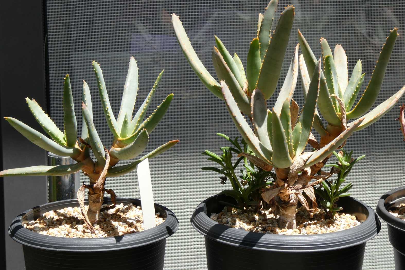 ○ アロエ　ラモシシマ / Aloe ramosissima 国内実生株 アロエ ラモシシマ／Aloe ramosissima no.51621 | 芽の巣山