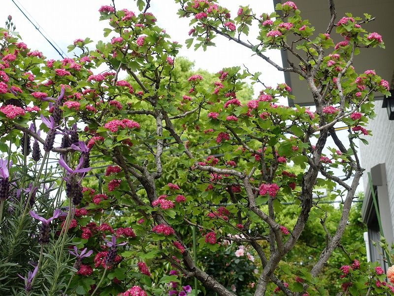 5月11日 今日の一花 セイヨウサンザシ 西洋山査子 Gazengamaのブログ 散歩中に出合った花と趣味の陶芸作品 楽天ブログ
