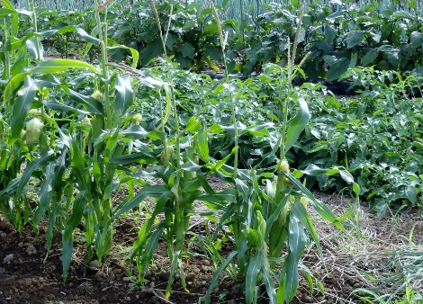 夏野菜
