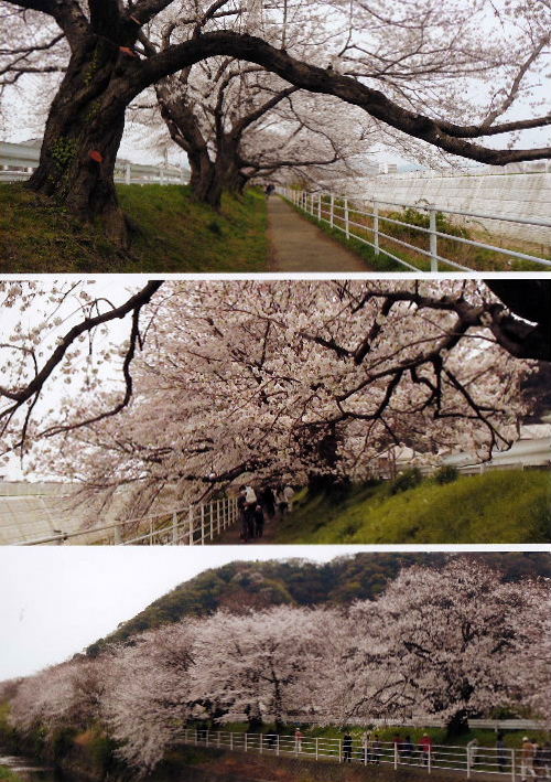 2013春の花B4