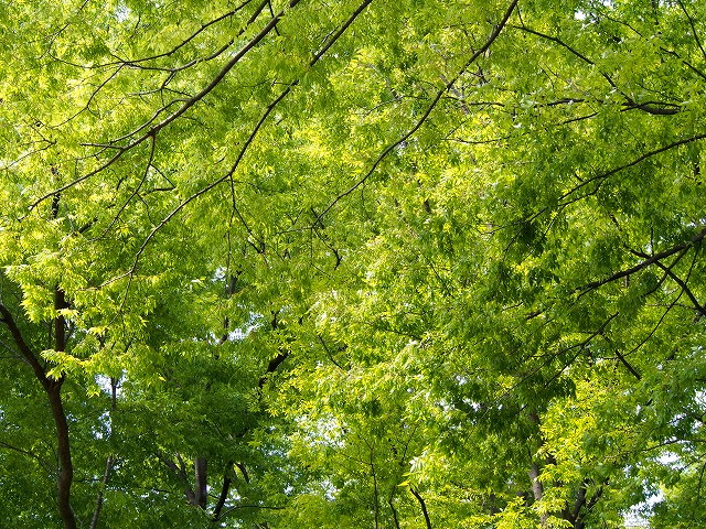 P4200238.jpg