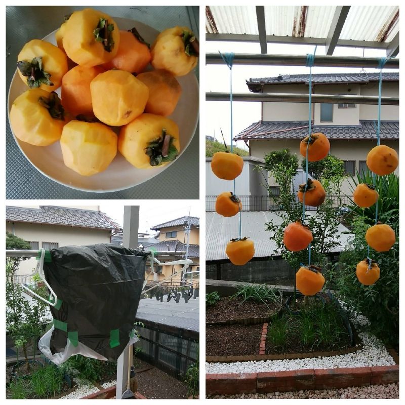 渋柿の 干し柿作り と柿のへたを焼酎につけた 甘柿作り の結果です 彡 学び活かすのブログ 楽天ブログ
